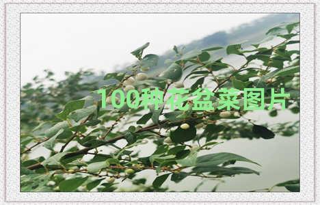 100种花盆菜图片