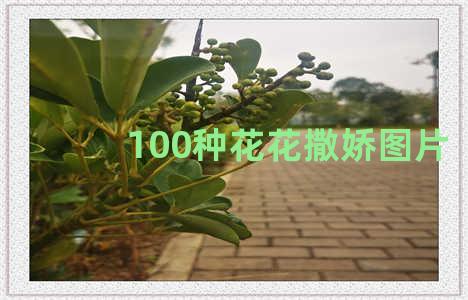 100种花花撒娇图片