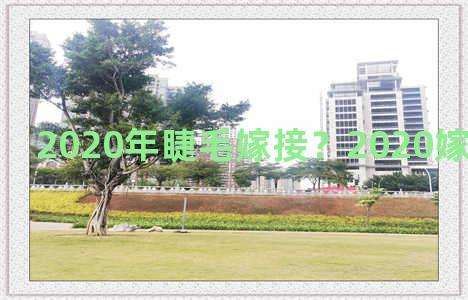 2020年睫毛嫁接？2020嫁接睫毛新款