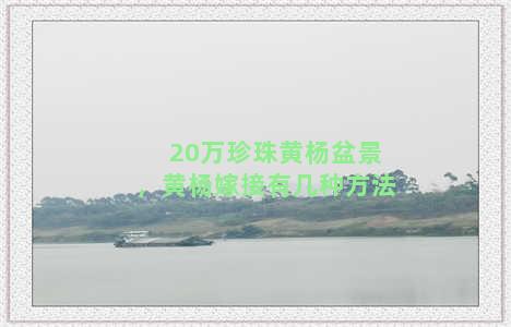 20万珍珠黄杨盆景，黄杨嫁接有几种方法