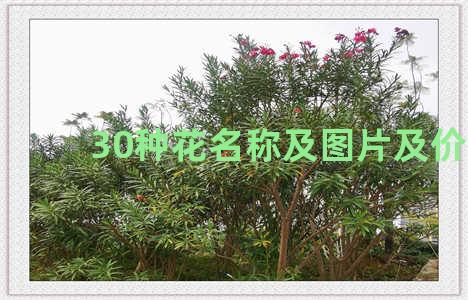 30种花名称及图片及价格