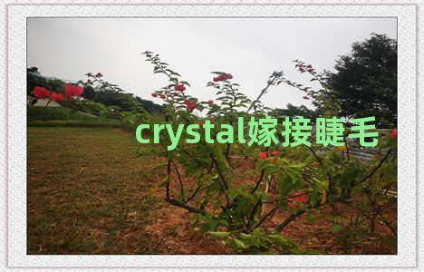 crystal嫁接睫毛