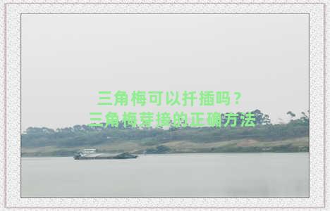 三角梅可以扦插吗？三角梅芽接的正确方法