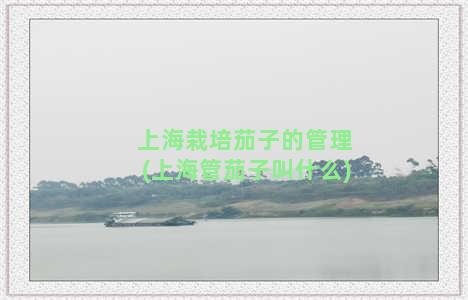 上海栽培茄子的管理(上海管茄子叫什么)