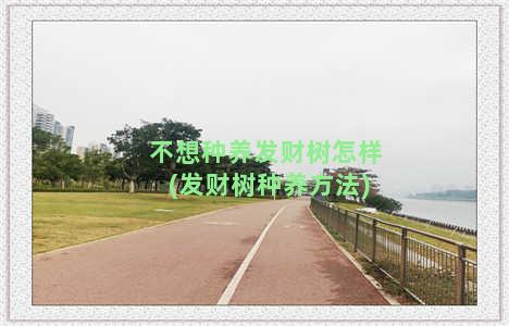 不想种养发财树怎样(发财树种养方法)