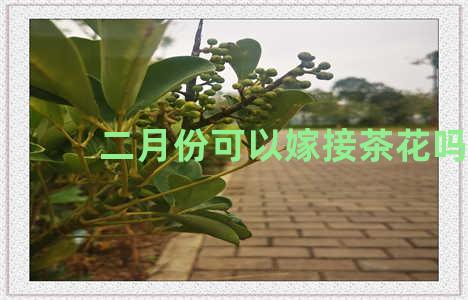 二月份可以嫁接茶花吗