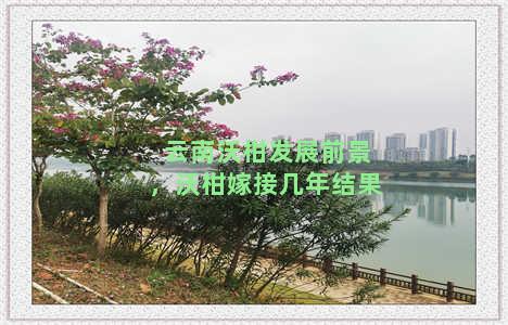 云南沃柑发展前景，沃柑嫁接几年结果