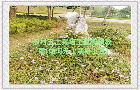 农村无土栽培土豆视频教程(如何无土栽培土豆)