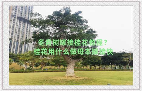 冬青树嫁接桂花教程？桂花用什么做母本嫁接快