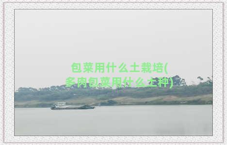 包菜用什么土栽培(多肉包菜用什么土种)