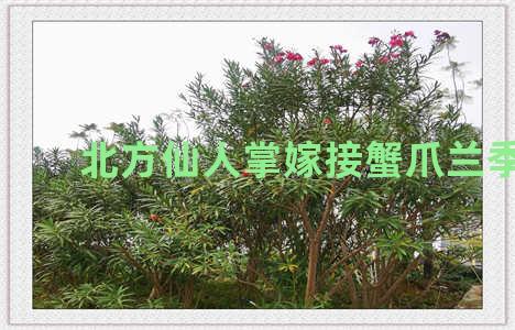 北方仙人掌嫁接蟹爪兰季节