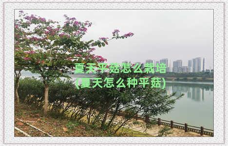 夏天平菇怎么栽培(夏天怎么种平菇)