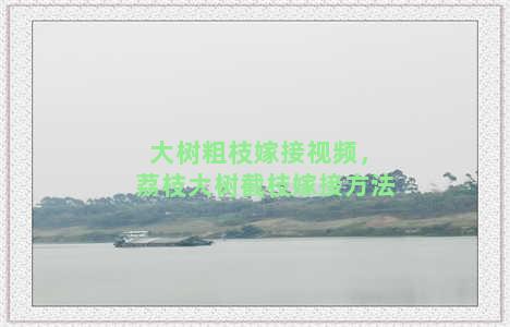 大树粗枝嫁接视频，荔枝大树截枝嫁接方法