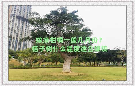 嫁接柑橘一般几月份？桔子树什么温度适合嫁接