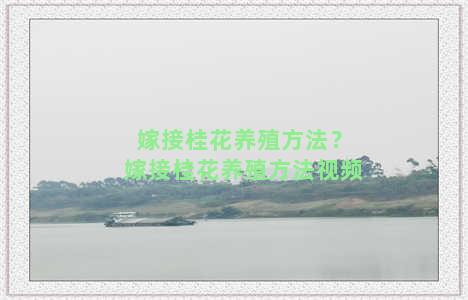 嫁接桂花养殖方法？嫁接桂花养殖方法视频