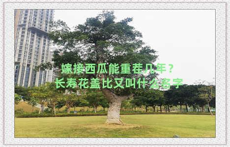 嫁接西瓜能重茬几年？长寿花盖比又叫什么名字