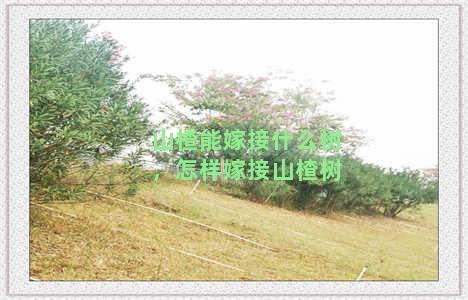 山楂能嫁接什么树，怎样嫁接山楂树