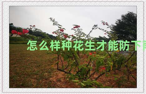 怎么样种花生才能防下雨