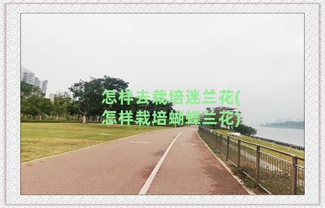 怎样去栽培迷兰花(怎样栽培蝴蝶兰花)