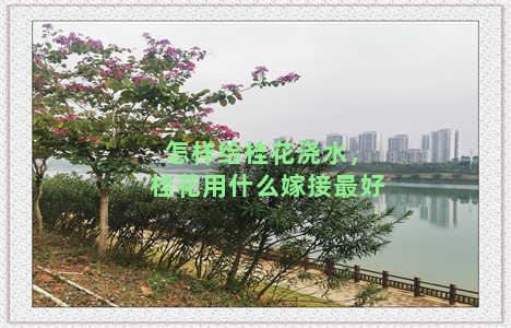 怎样给桂花浇水，桂花用什么嫁接最好