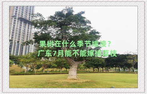 果树在什么季节嫁接？广东7月能不能嫁接荔枝