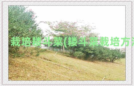 栽培耧斗菜(耧斗菜栽培方法介绍)