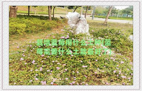 栽培蓝莓用什么土种(蓝莓需要什么土栽最好了)