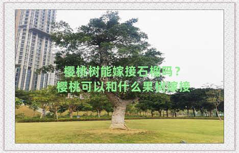 樱桃树能嫁接石榴吗？樱桃可以和什么果树嫁接