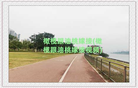 橄榄跟油桃嫁接(橄榄跟油桃嫁接视频)