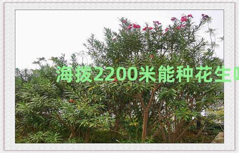 海拨2200米能种花生吗