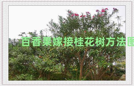 百香果嫁接桂花树方法图解