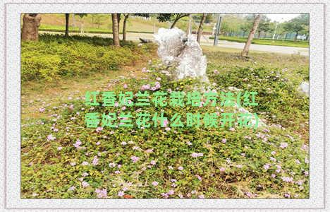 红香妃兰花栽培方法(红香妃兰花什么时候开花)