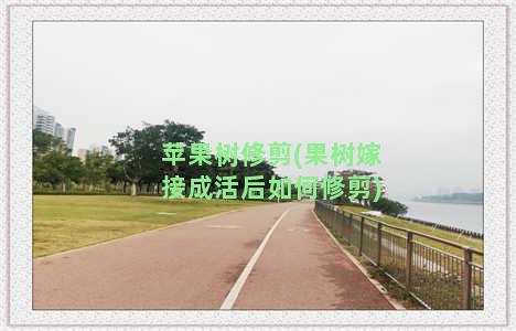 苹果树修剪(果树嫁接成活后如何修剪)