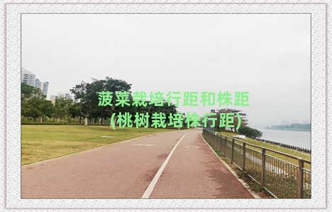 菠菜栽培行距和株距(桃树栽培株行距)