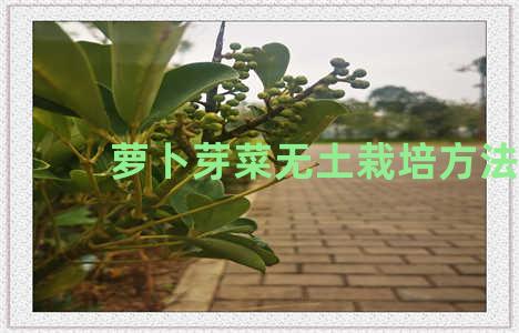 萝卜芽菜无土栽培方法