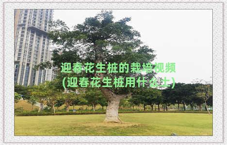 迎春花生桩的栽培视频(迎春花生桩用什么土)