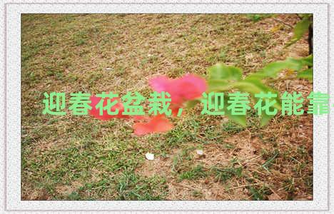 迎春花盆栽，迎春花能靠接吗