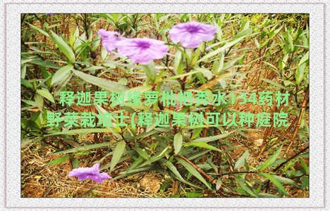 释迦果树缘萝枇杷秀水134药材野菜栽培士(释迦果树可以种庭院吗)