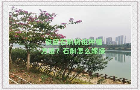 铁皮石斛树桩种植方法？石斛怎么嫁接