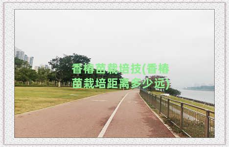 香椿苗栽培技(香椿苗栽培距离多少远)