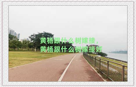 黄杨跟什么树嫁接，黄杨跟什么树嫁接好